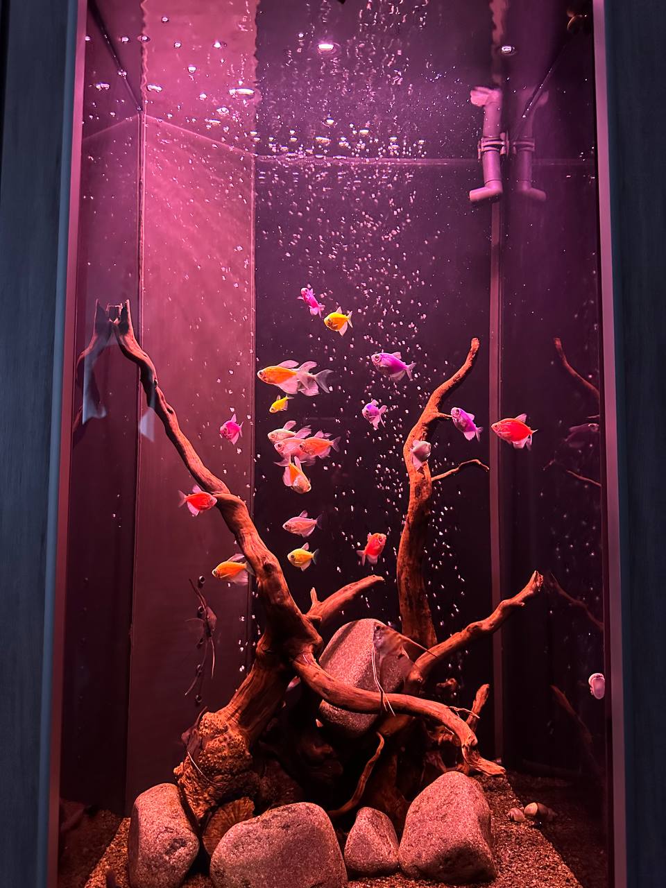 Элегантный встроенный аквариум-картина с флуоресцентными GloFish 70л - фото 14
